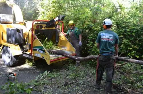 tree services Lincolnwood